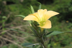 Barleria cuspidata